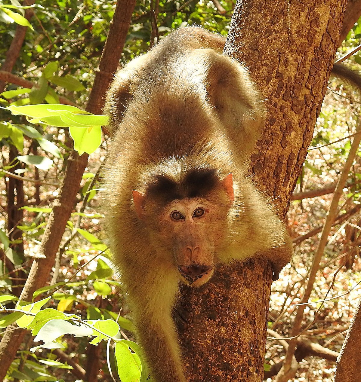 Is Monkey D Luffy Stronger Than Mikasa Ackerman?